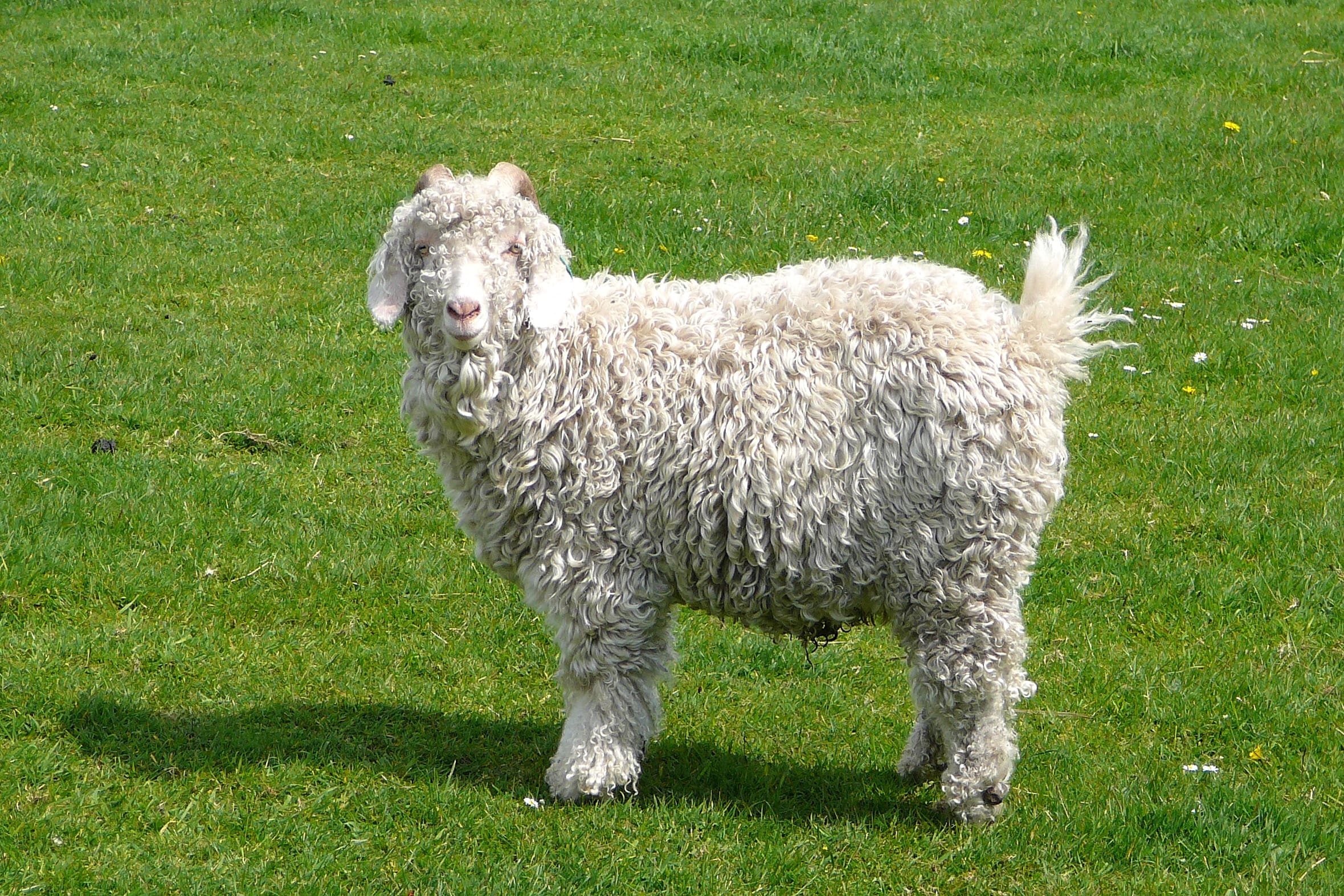 angora goat flickr angora goat flickr