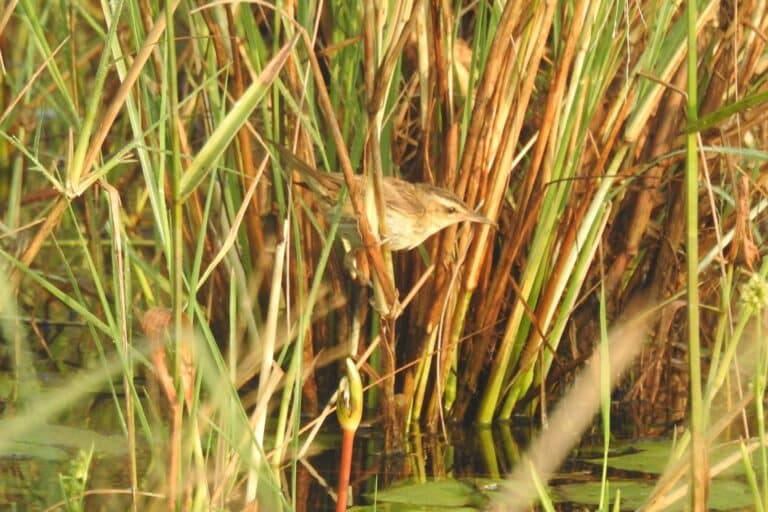 sedge warbler acrocephalus schoenobaenus from ezhome wetlands, kannur, kerala, india 15