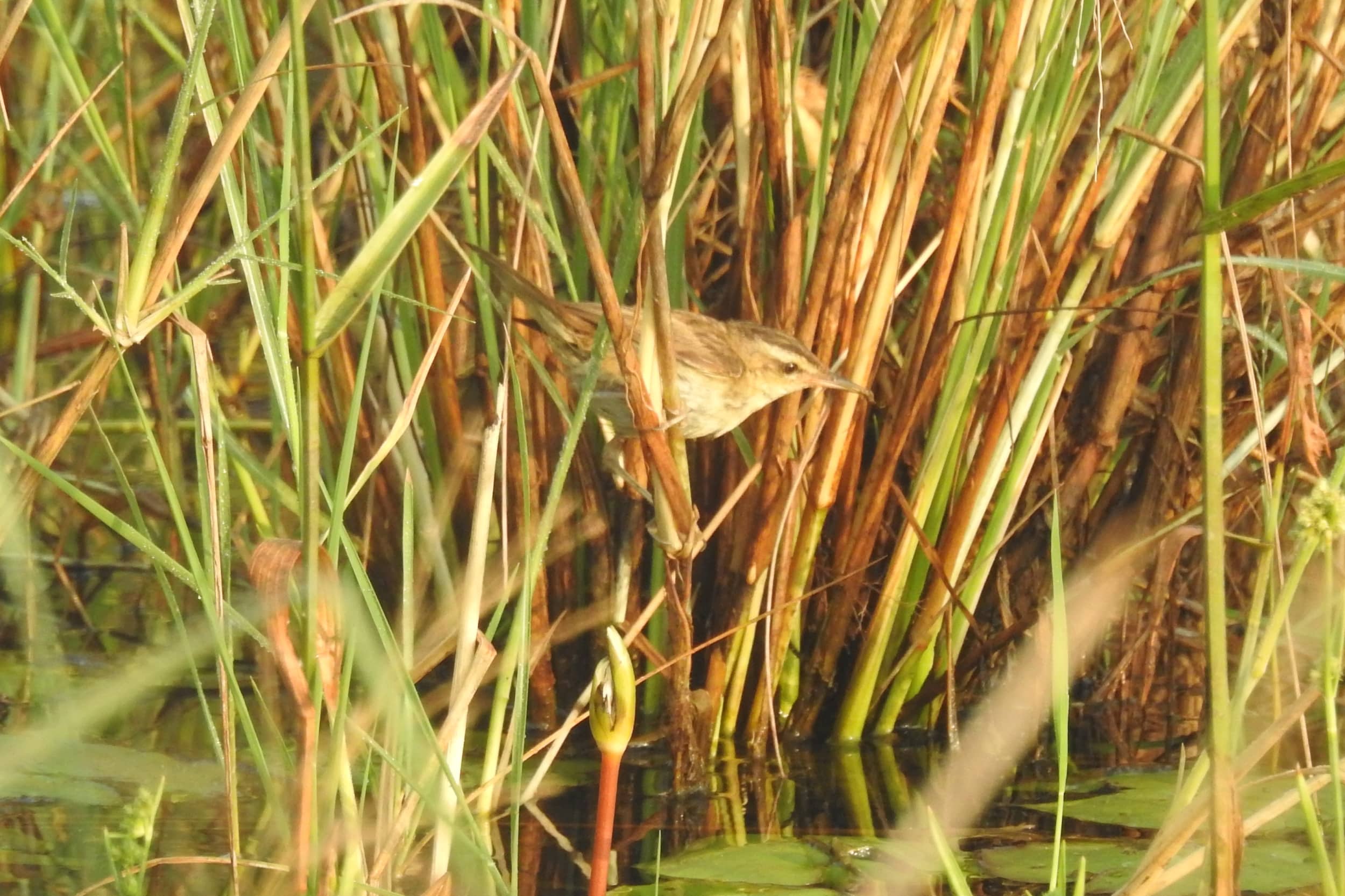 sedge warbler acrocephalus schoenobaenus from ezhome wetlands, kannur, kerala, india 15