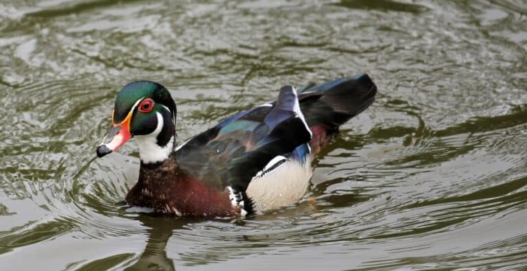 wood duck male aix sponsa 04 wood duck male aix sponsa 04