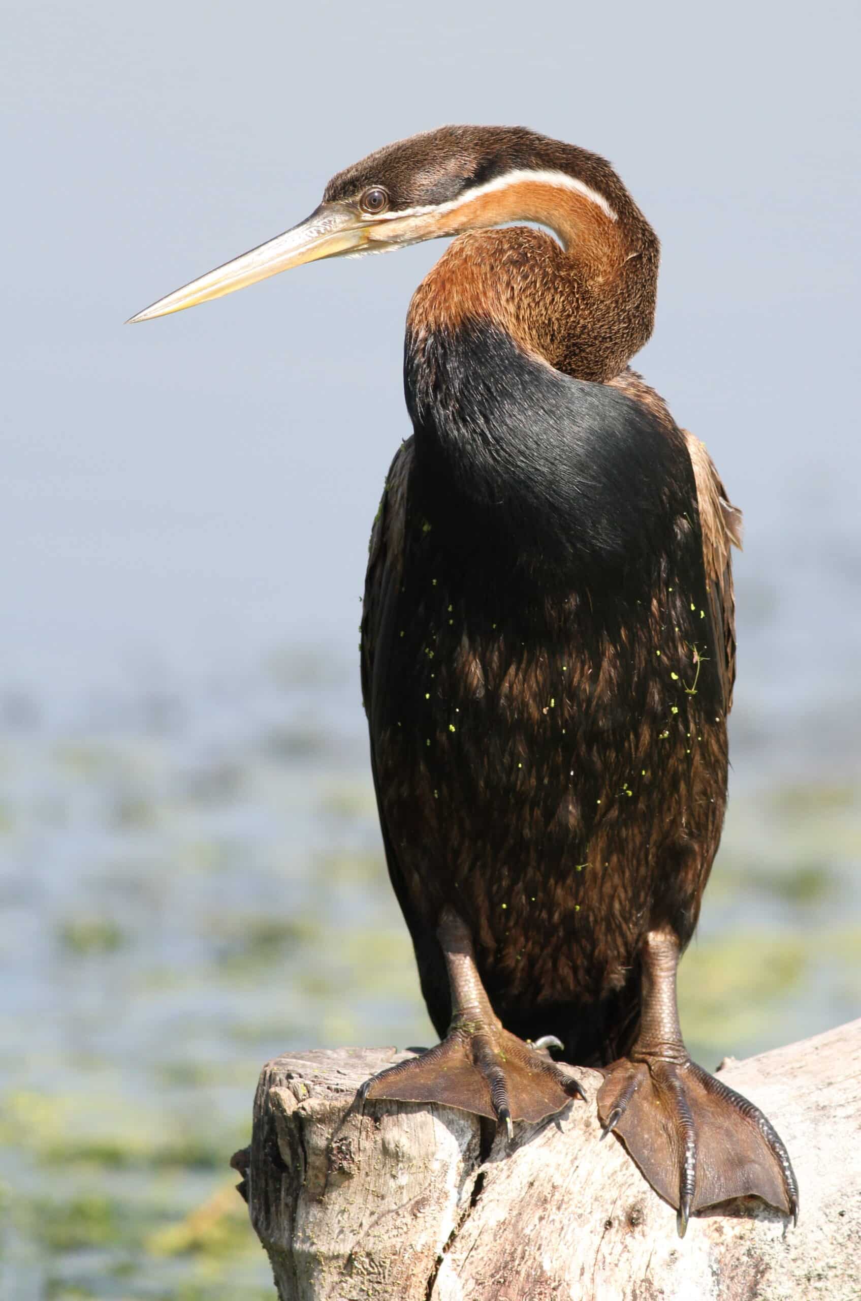african darter, anhinga rufa at marievale nature reserve, gauteng, south africa (20995386628) african darter, anhinga rufa at marievale nature reserve, gauteng, south africa (20995386628)