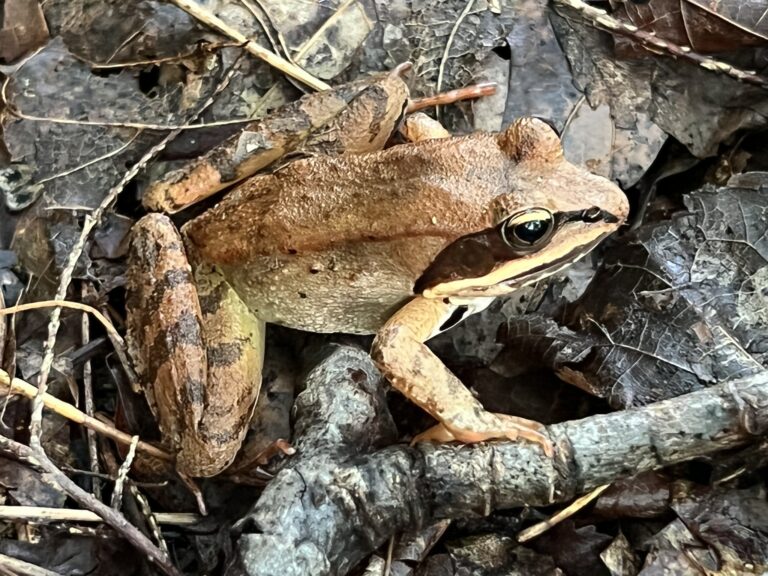 lithobates sylvaticus 217228914 lithobates sylvaticus 217228914