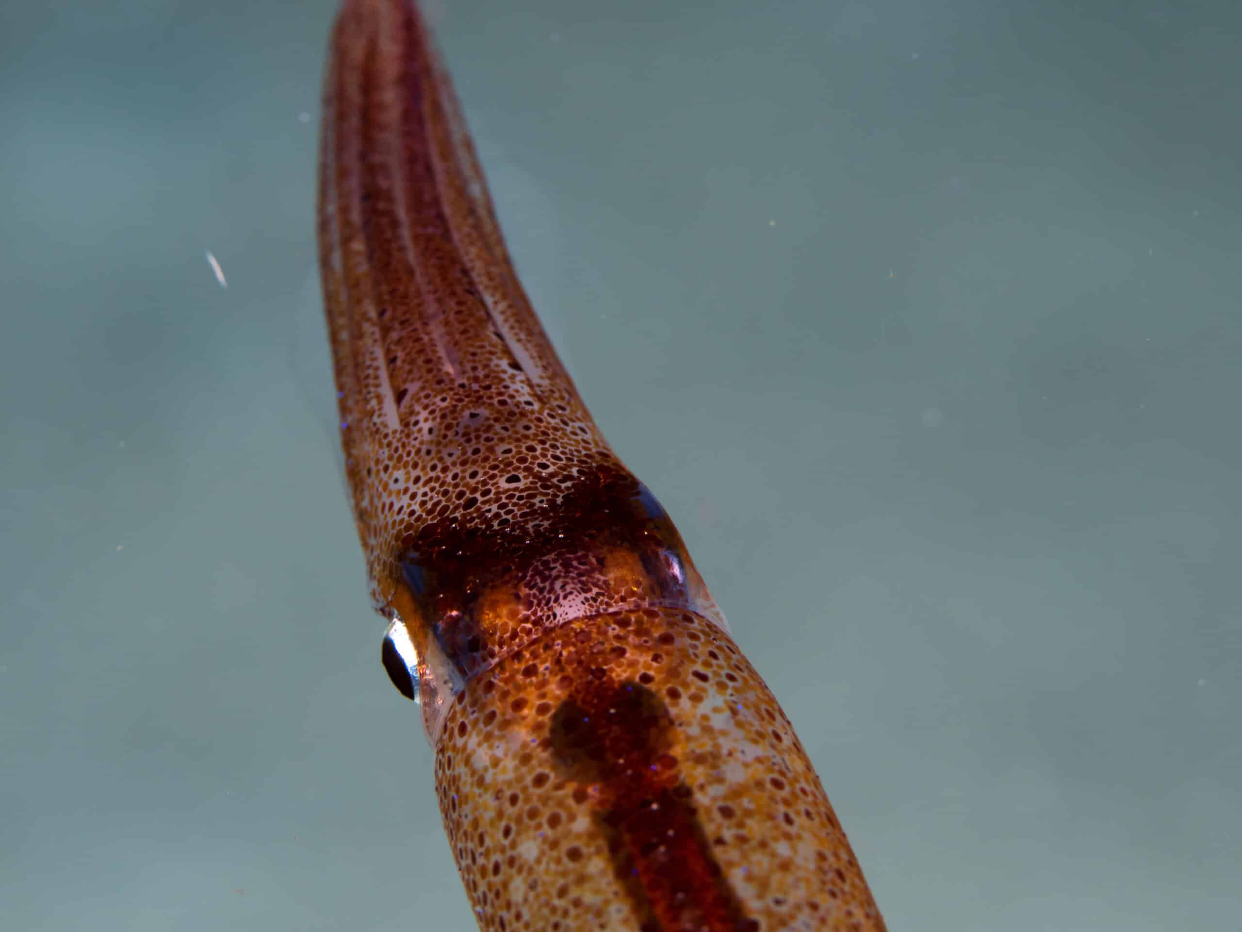 bigfin reef squid (sepioteuthis lessoniana) (42703345054) bigfin reef squid (sepioteuthis lessoniana) (42703345054)