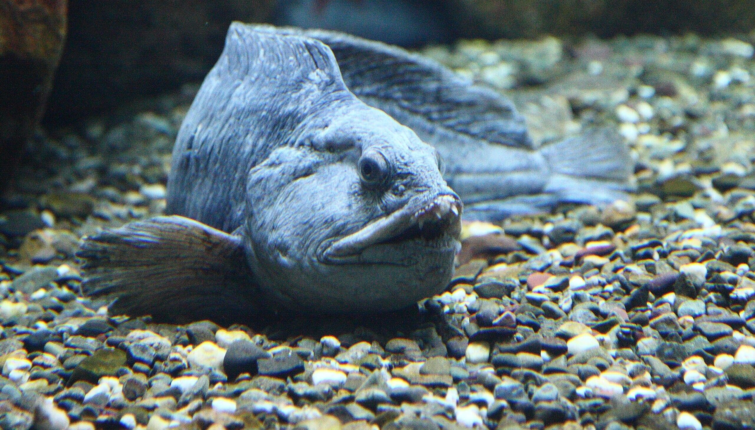 file:anarhichas lupus paq.jpg file:anarhichas lupus paq.jpg Wolffish