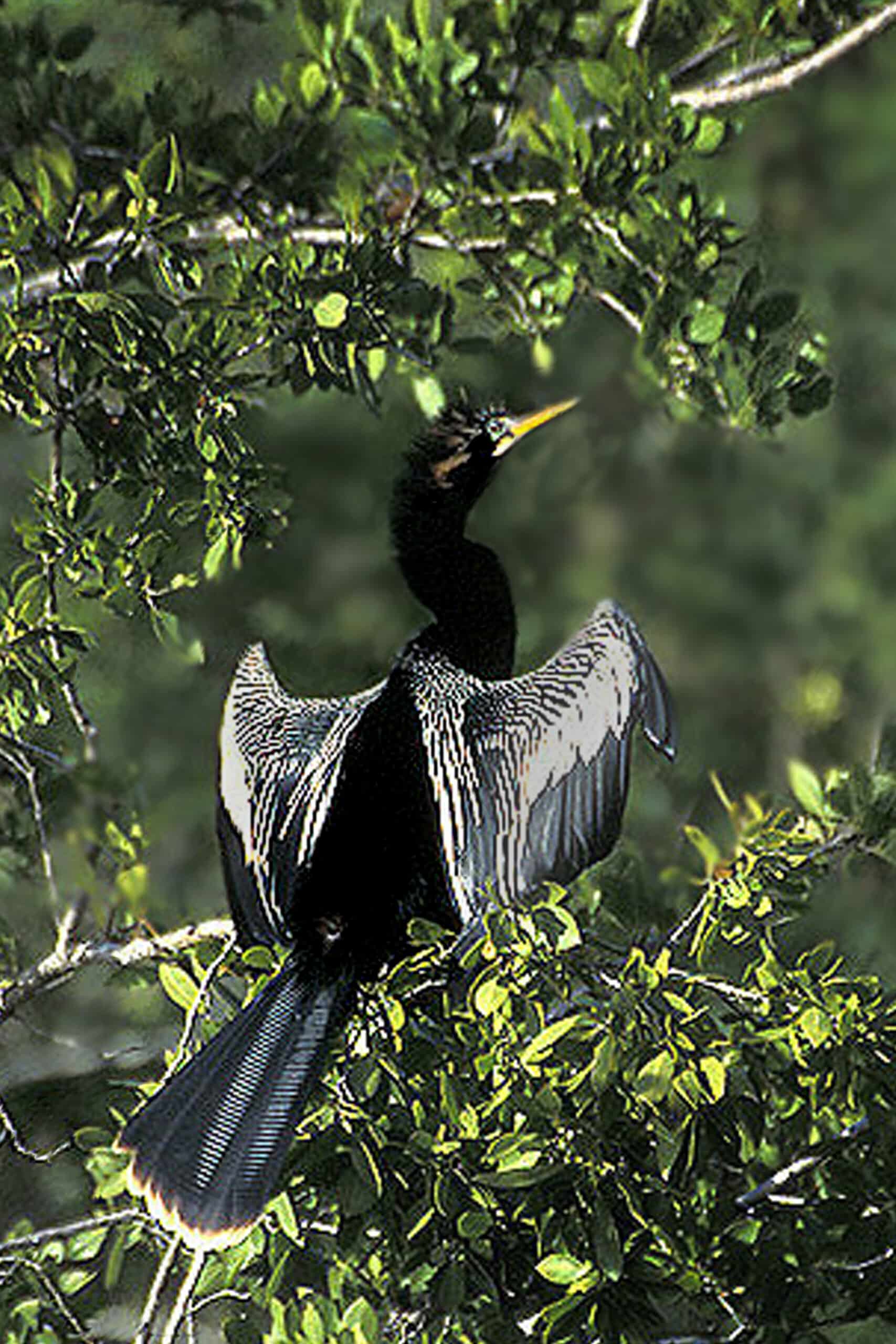 anhinga in mating lores anhinga in mating lores