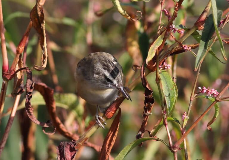 sedge warbler, acrocephalus schoenobaenus. at marakele national park, limpopo, south africa (25790716852)