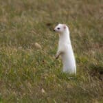 Ermine