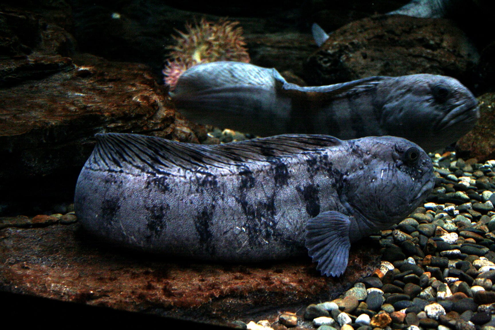 anarhichas lupus 060417w anarhichas lupus 060417w