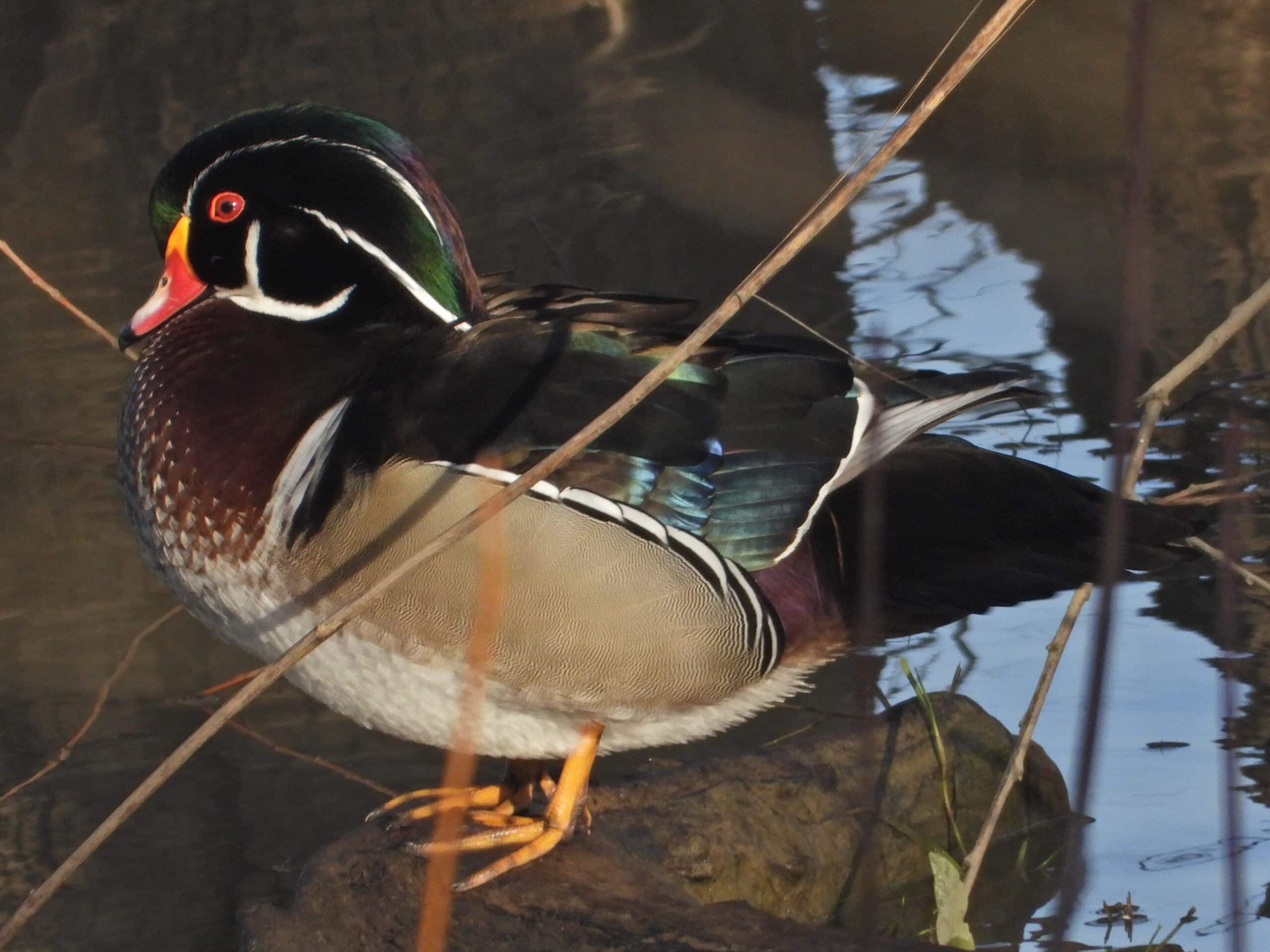 wood duck aix sponsa wood duck aix sponsa