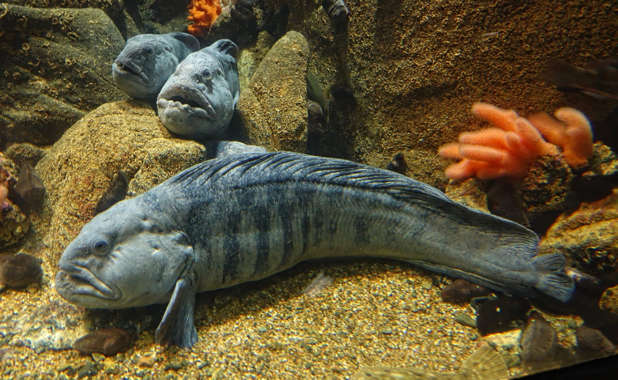 anarhichas lupus atlanterhavsparken anarhichas lupus atlanterhavsparken
