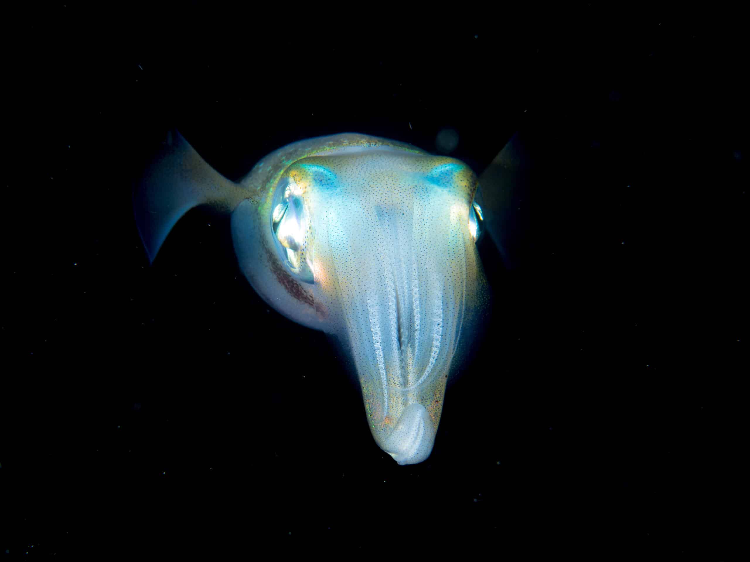 bigfin reef squid (sepioteuthis lessoniana) (36262207542) bigfin reef squid (sepioteuthis lessoniana) (36262207542)