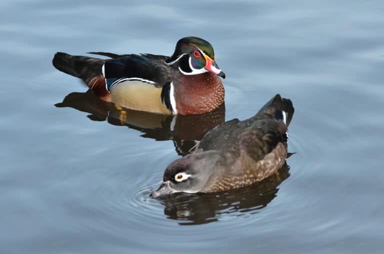 aix sponsa (wood duck brautente) weltvogelpark walsrode 2012 09 aix sponsa (wood duck brautente) weltvogelpark walsrode 2012 09