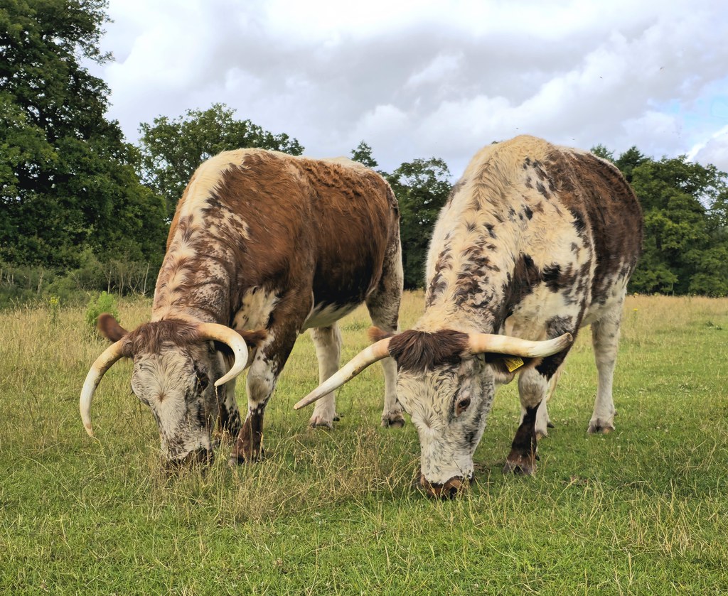 a pair of english longhorn cattle grazing in panshanger park nature reserve a pair of english longhorn cattle grazing in panshanger park nature reserve