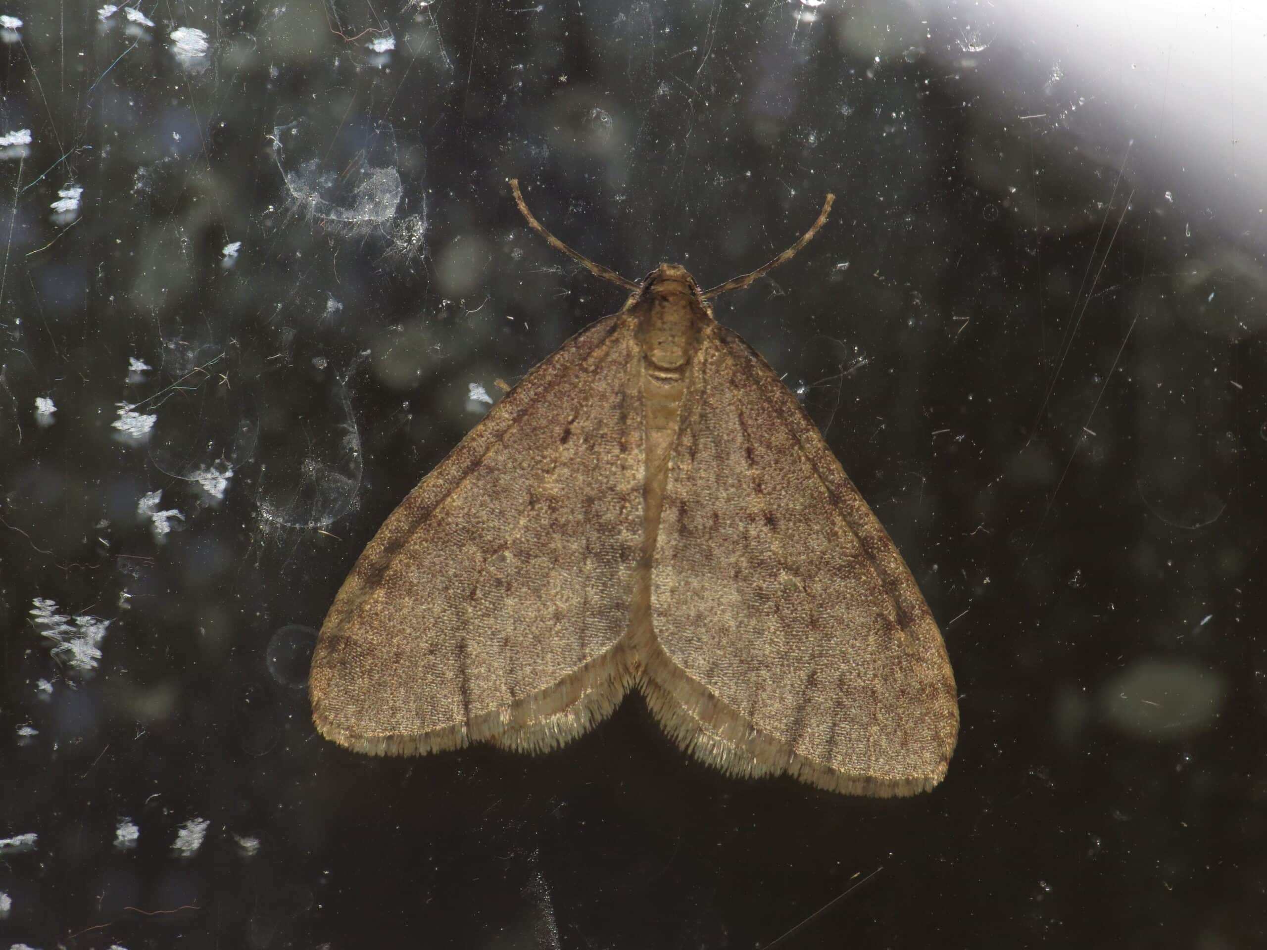 operophtera brumata (15550400070) operophtera brumata (15550400070)