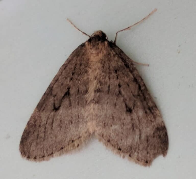 operophtera brumata 106049822 operophtera brumata 106049822