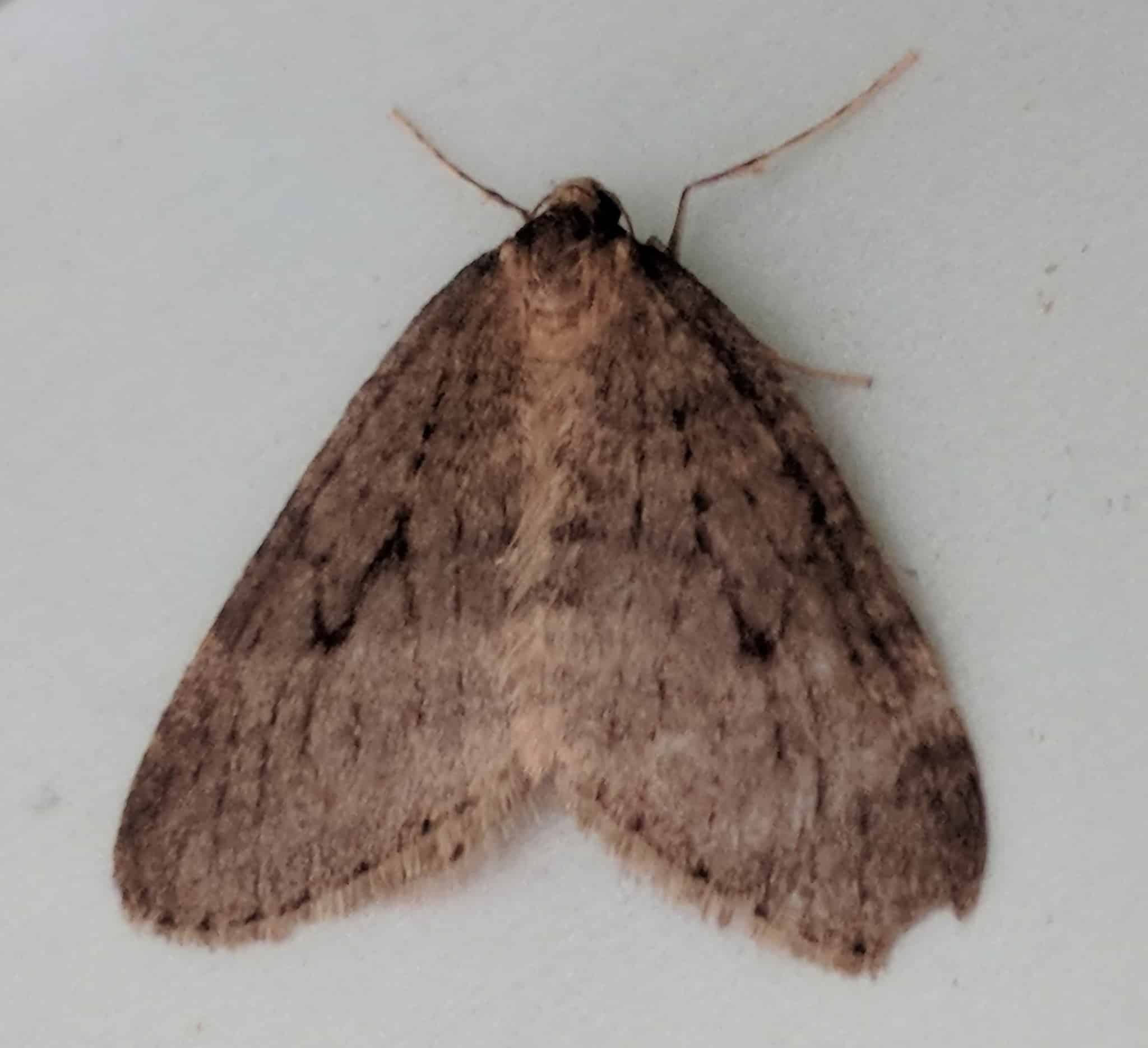 operophtera brumata 106049822 operophtera brumata 106049822