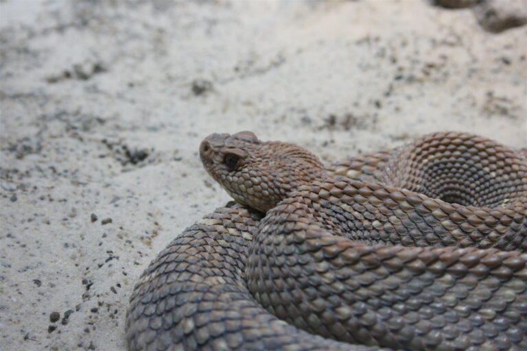 crotalus durissus unicolor(toledozoo)