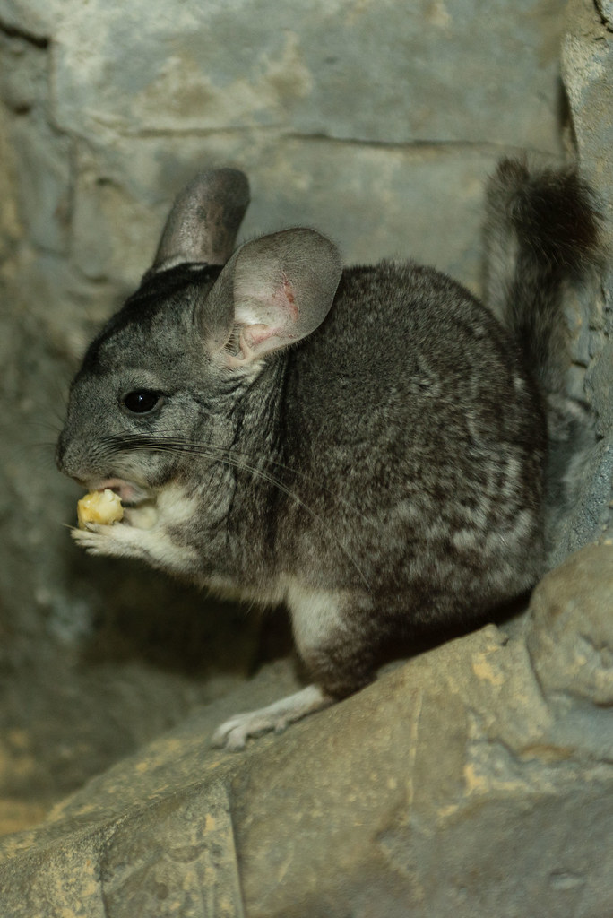 chinchilla chinchilla