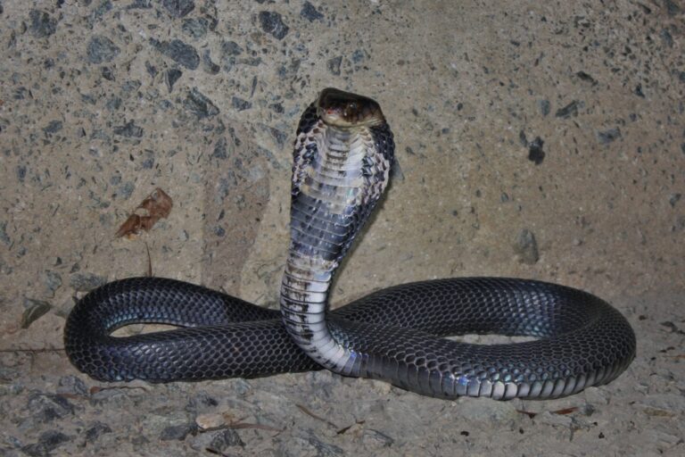 file:chinese cobra (naja atra) 眼鏡蛇11.jpg file:chinese cobra (naja atra) 眼鏡蛇11.jpg