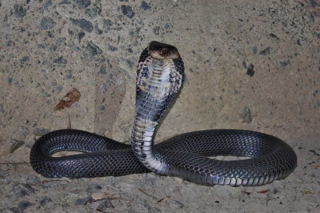 file:chinese cobra (naja atra) 眼鏡蛇11.jpg file:chinese cobra (naja atra) 眼鏡蛇11.jpg