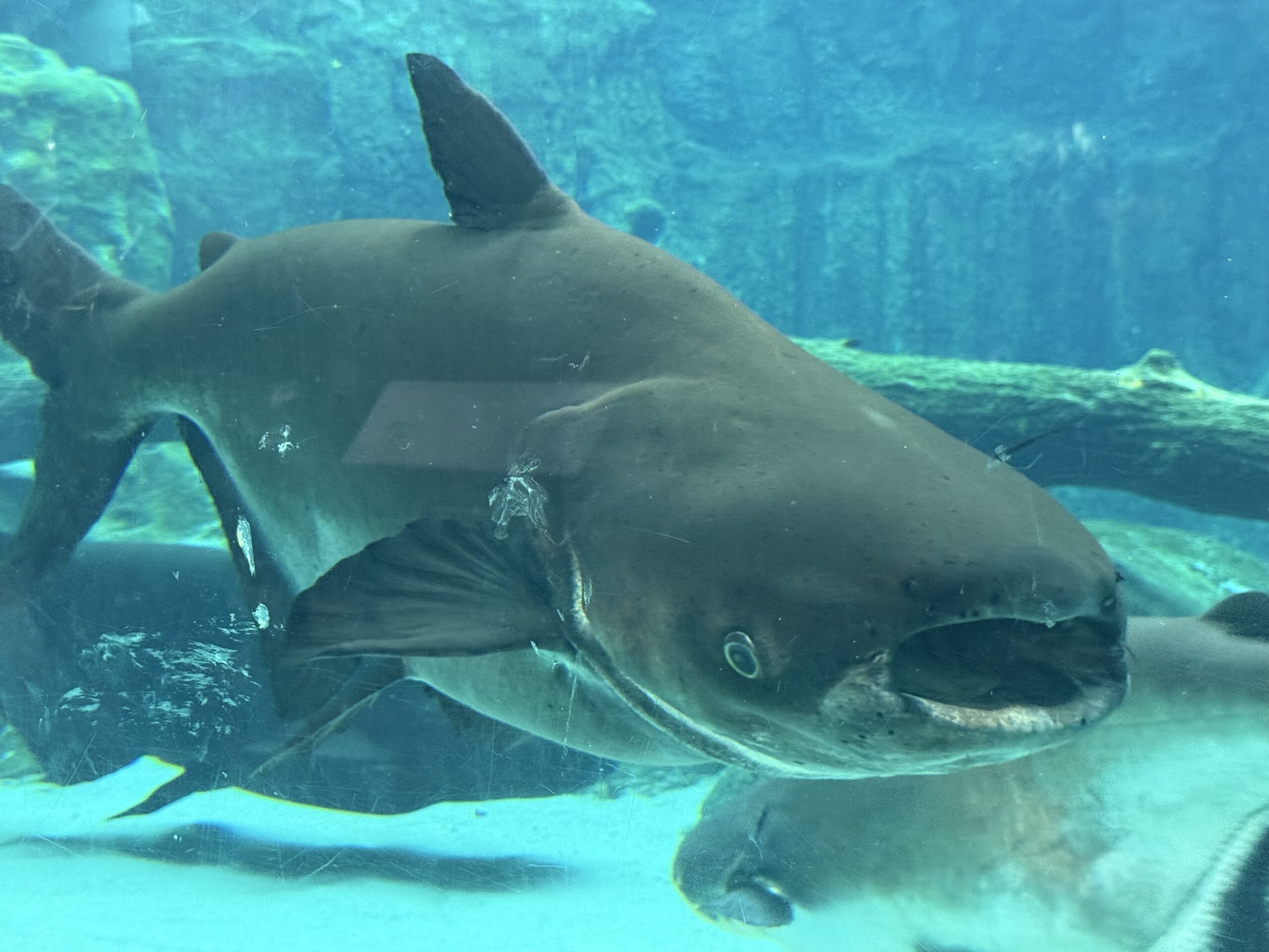 mekong giant catfish side