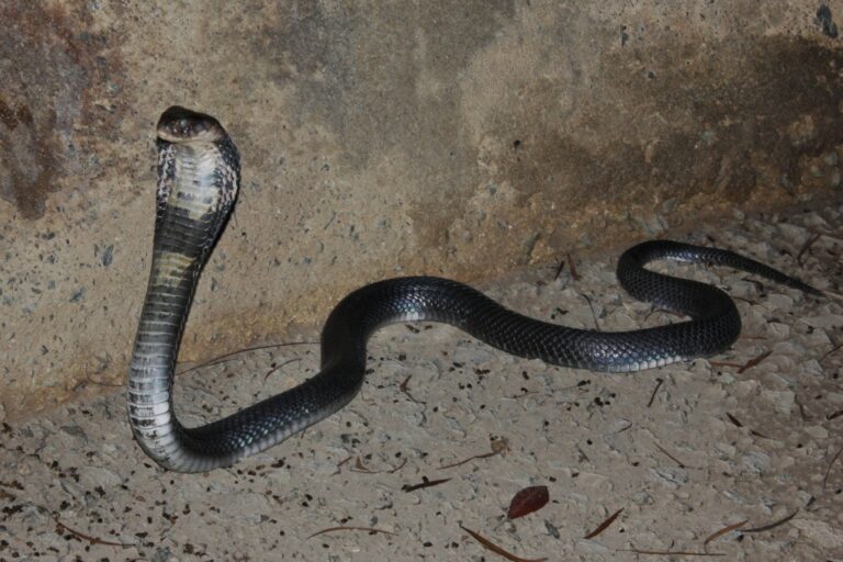 chinese cobra (naja atra) 眼鏡蛇14 chinese cobra (naja atra) 眼鏡蛇14