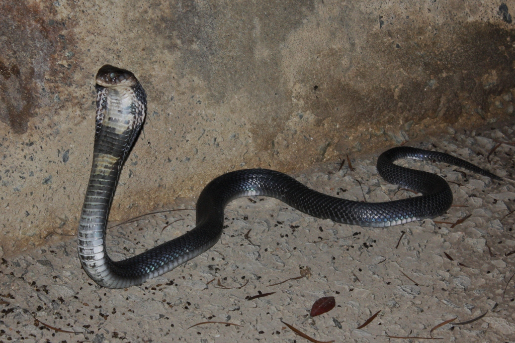 chinese cobra (naja atra) 眼鏡蛇14 chinese cobra (naja atra) 眼鏡蛇14