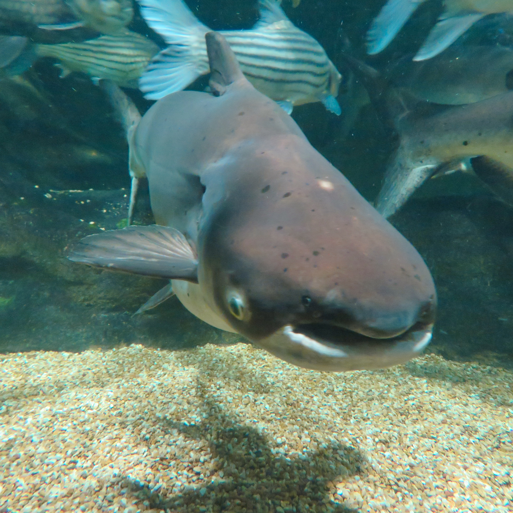 pangasianodon gigas in gifu world fresh water aquarium 3