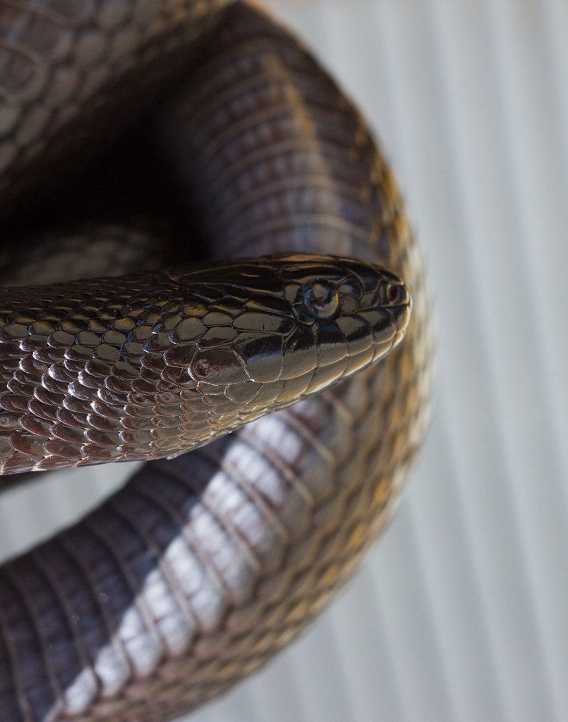 mexican black kingsnake mexican black kingsnake