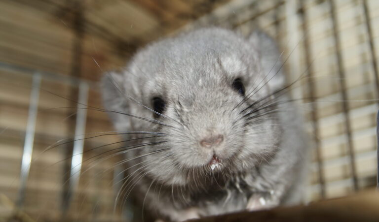 little chinchilla little chinchilla Chinchilla