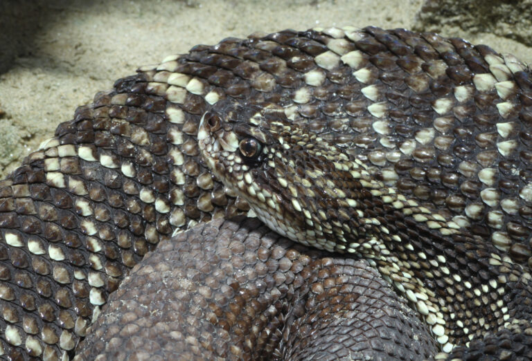 cascabel crotalus durissus