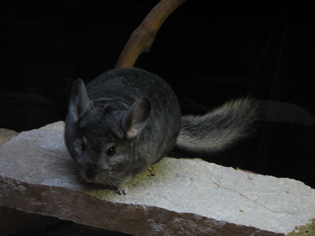 chinchilla chinchilla