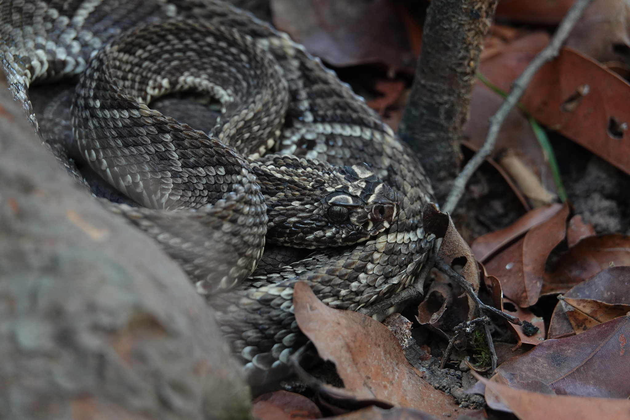 crotalus durissus trigonicus 31065509