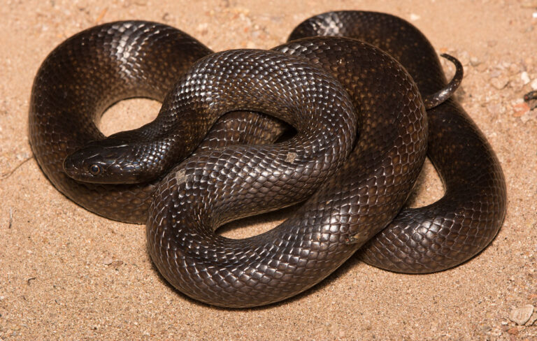mexican black kingsnake mexican black kingsnake Mexican Black Kingsnake