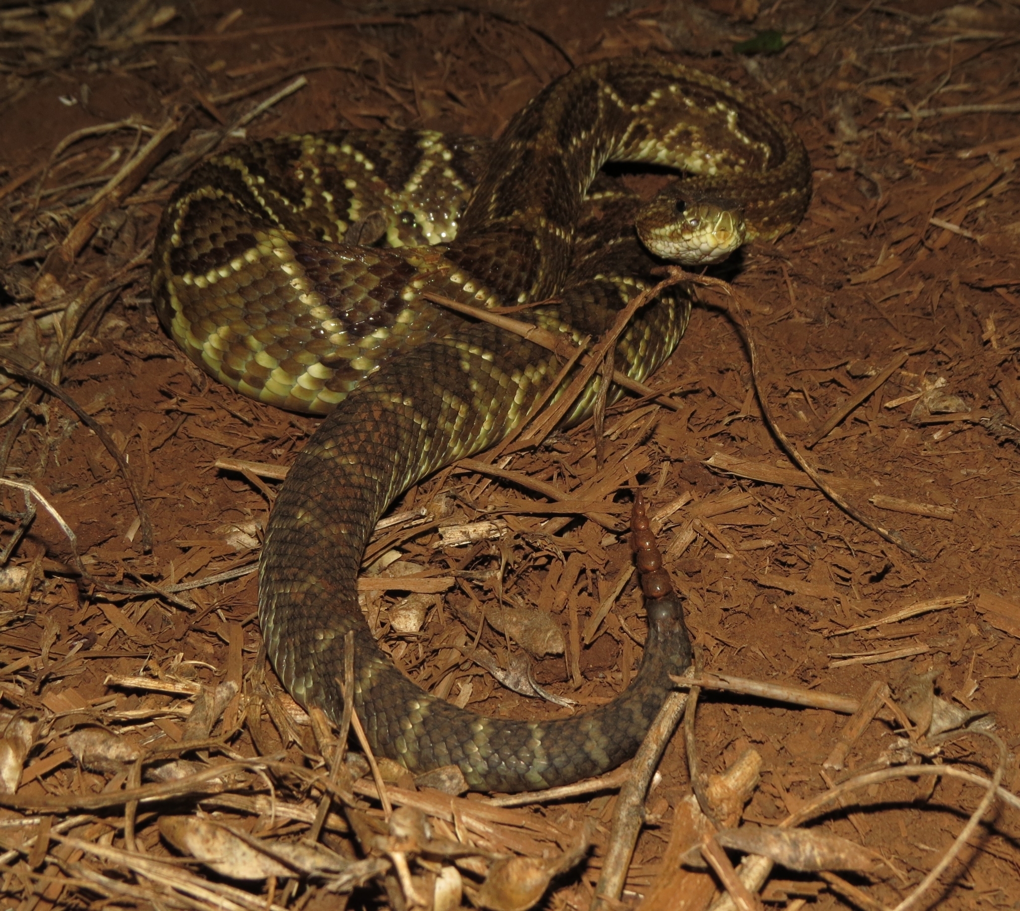 crotalus durissus lucas mantelo cruz 353780206