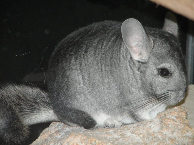 chinchilla chinchilla