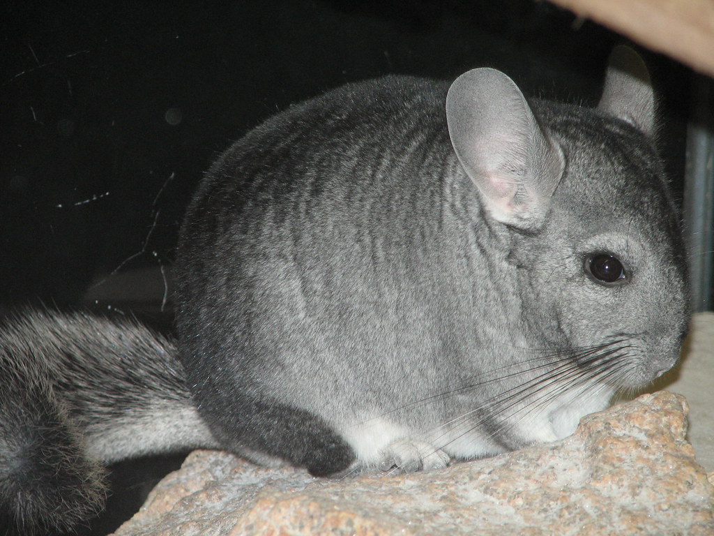chinchilla chinchilla