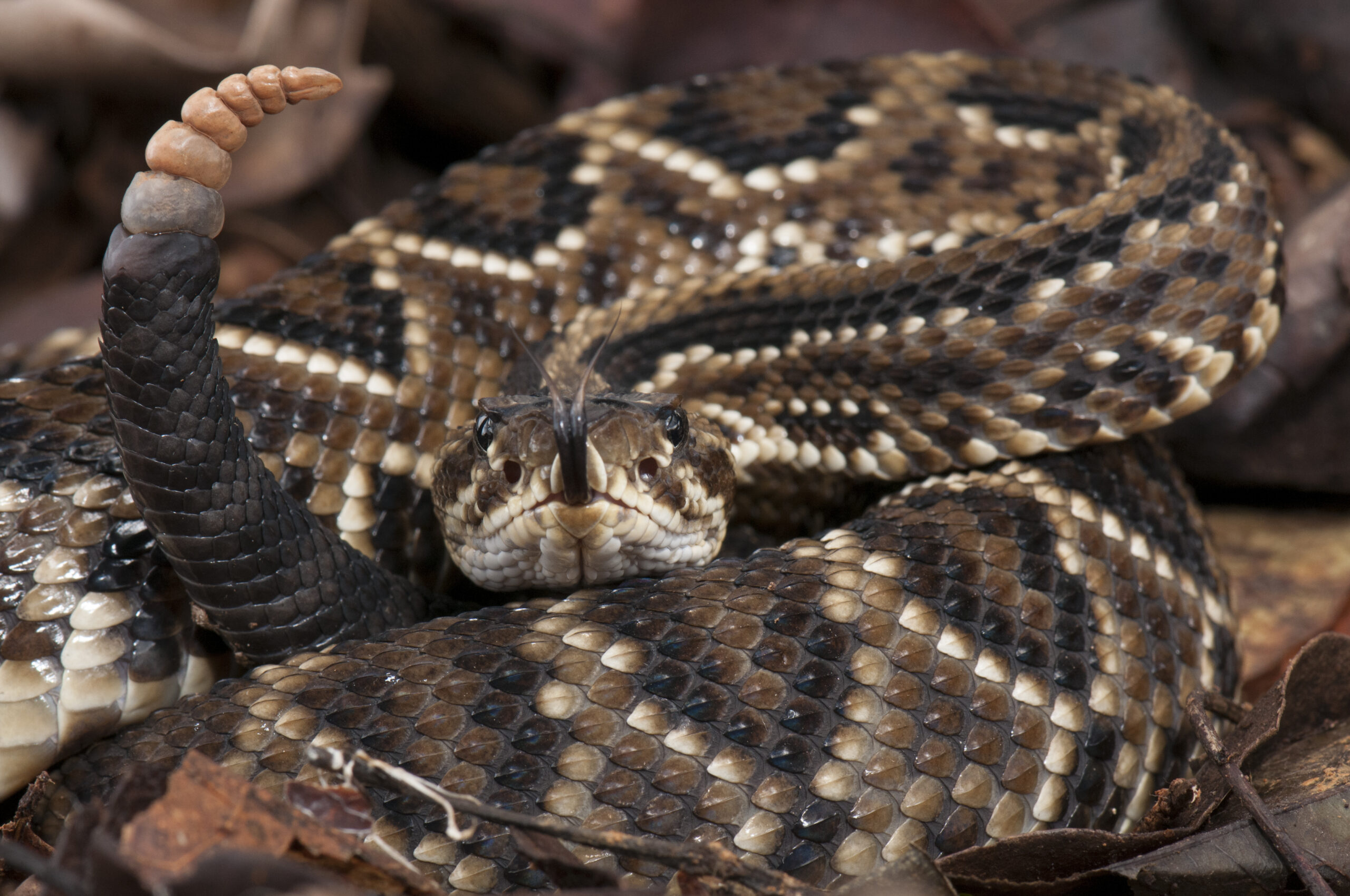 cascavel crotalus durissus  Cascabel