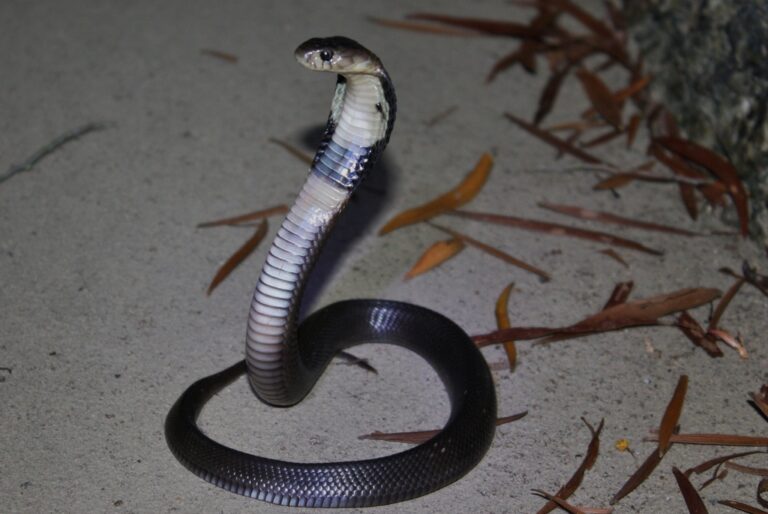 naja atra juvenile naja atra juvenile