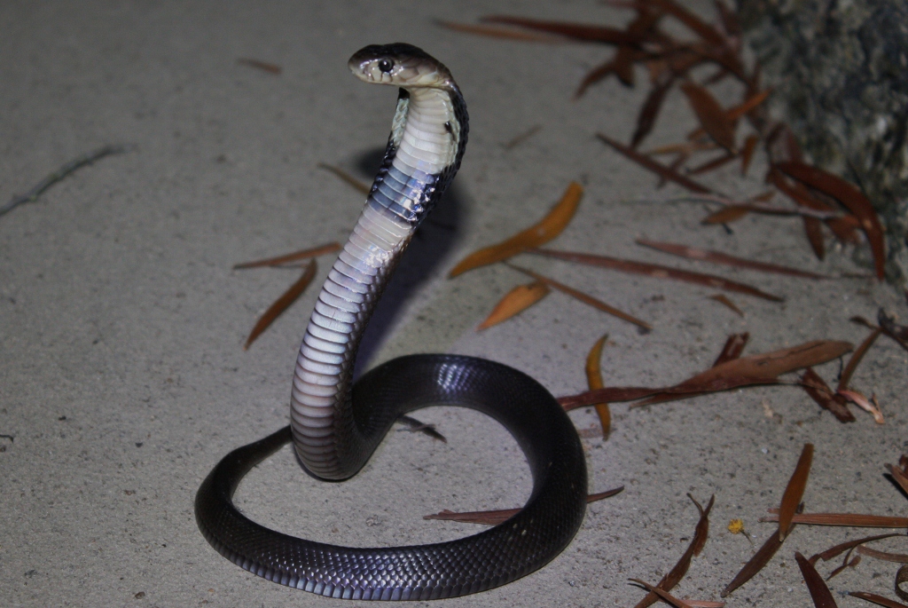 naja atra juvenile naja atra juvenile