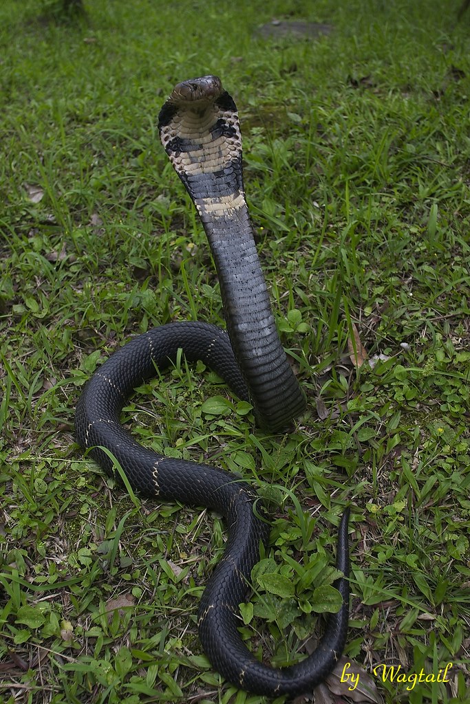 眼鏡蛇 (naja atra) 眼鏡蛇 (naja atra)