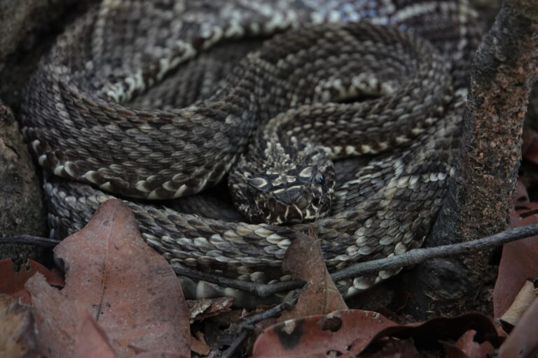crotalus durissus trigonicus 31065699
