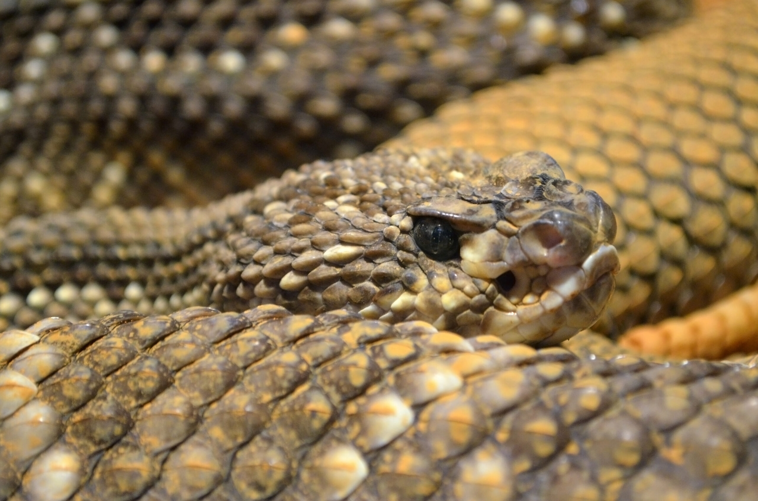 crotalus durissus (1) nantes