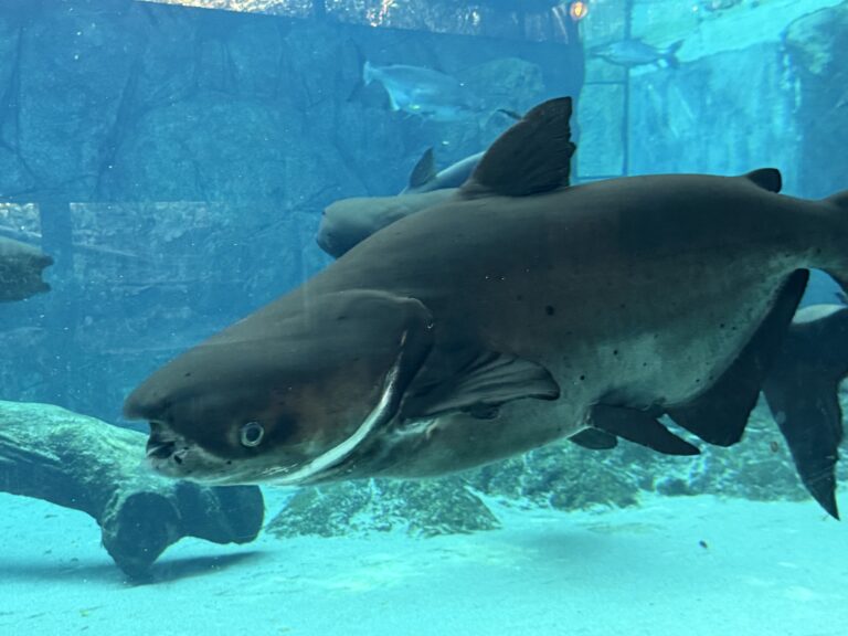 mekong giant catfish