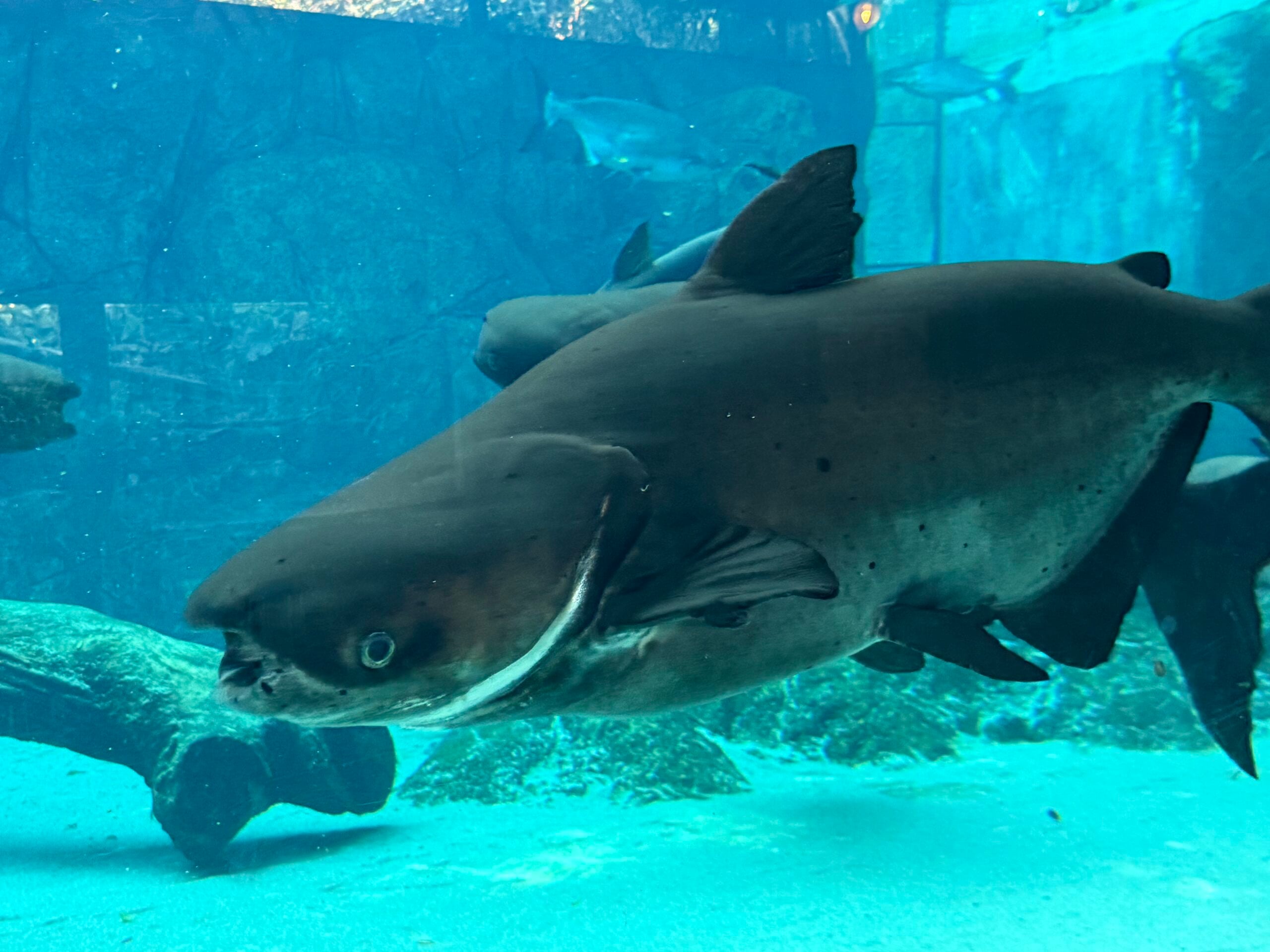 mekong giant catfish