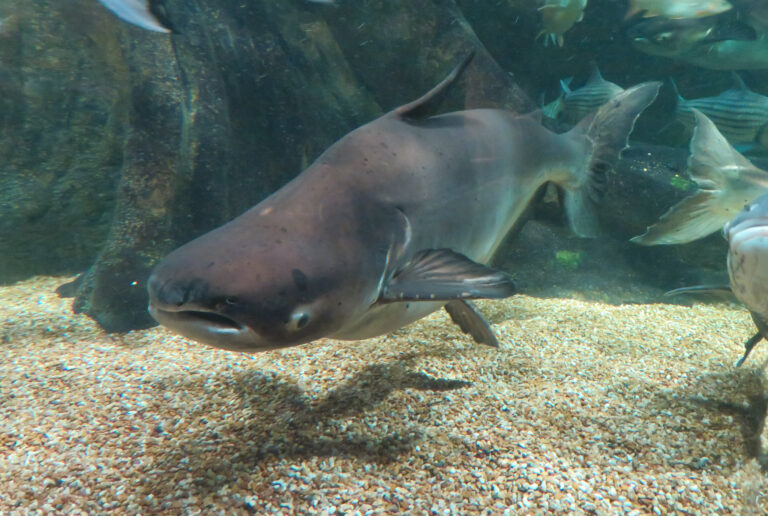 pangasianodon gigas in gifu world fresh water aquarium 1 Mekong Giant Catfish