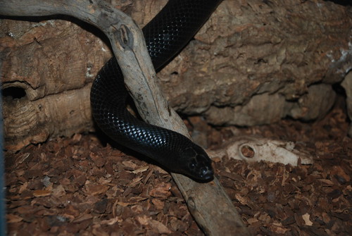 my black mexican kingsnake my black mexican kingsnake