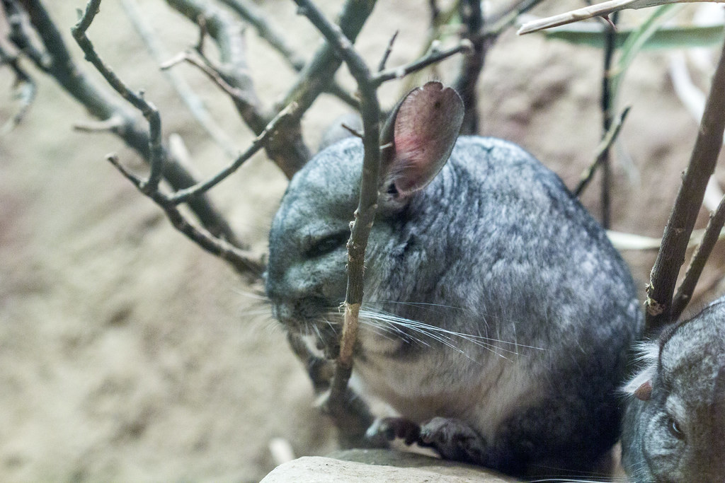 chinchilla chinchilla