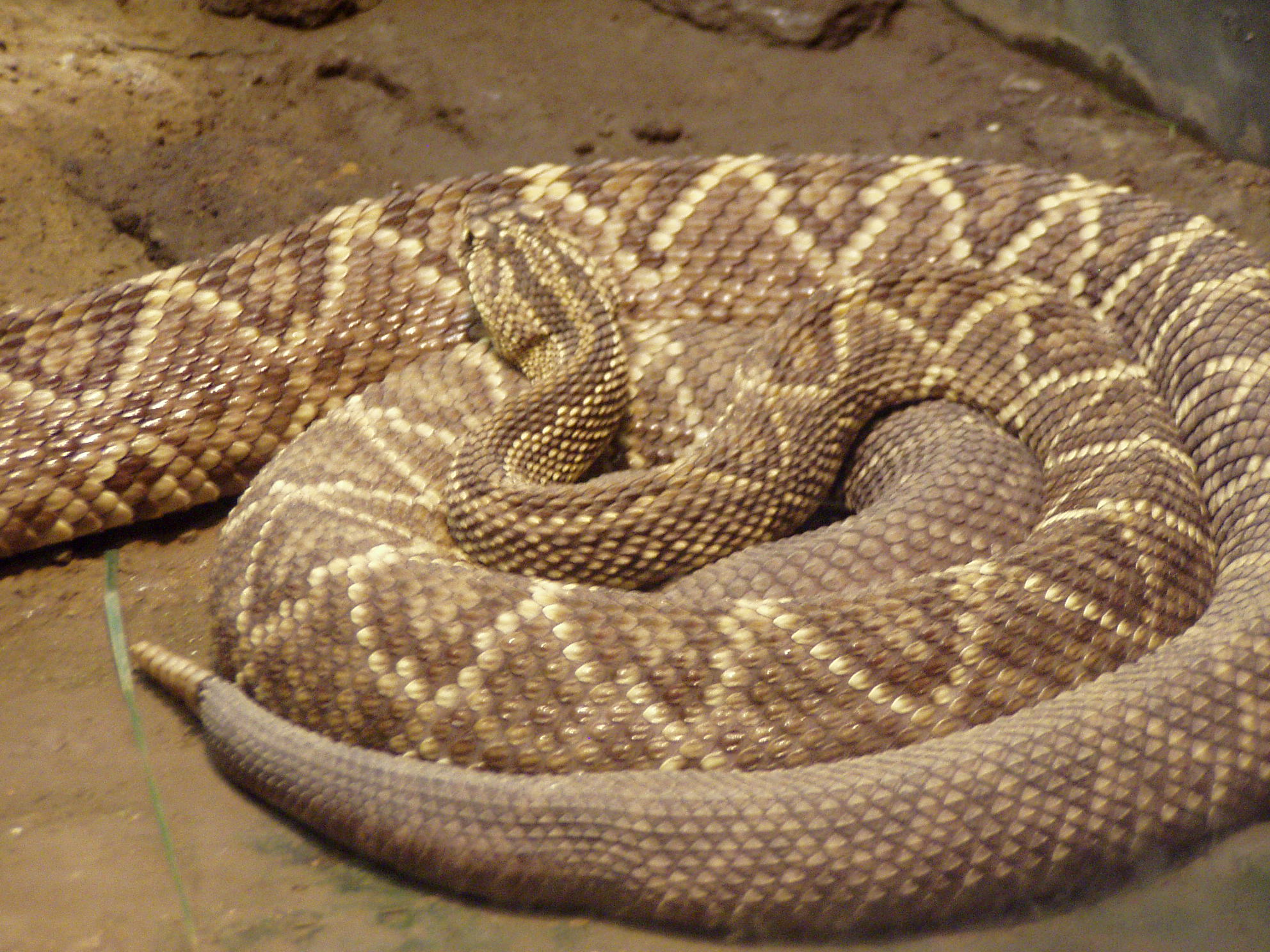 crotalus durissus cumanensis buffalo zoo