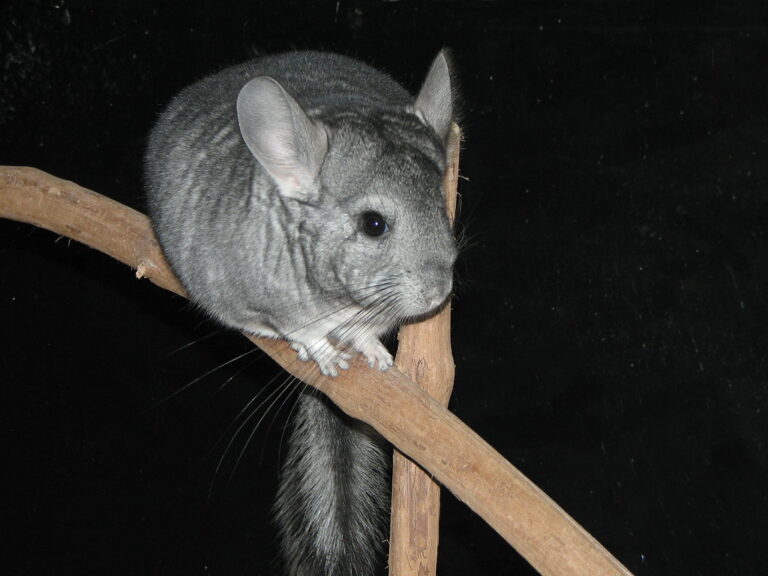 chinchilla chinchilla
